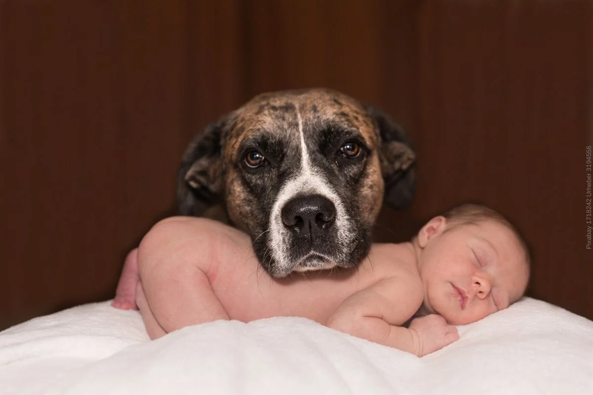 Baby & Hund - und wie diese sich ideal vertragen können